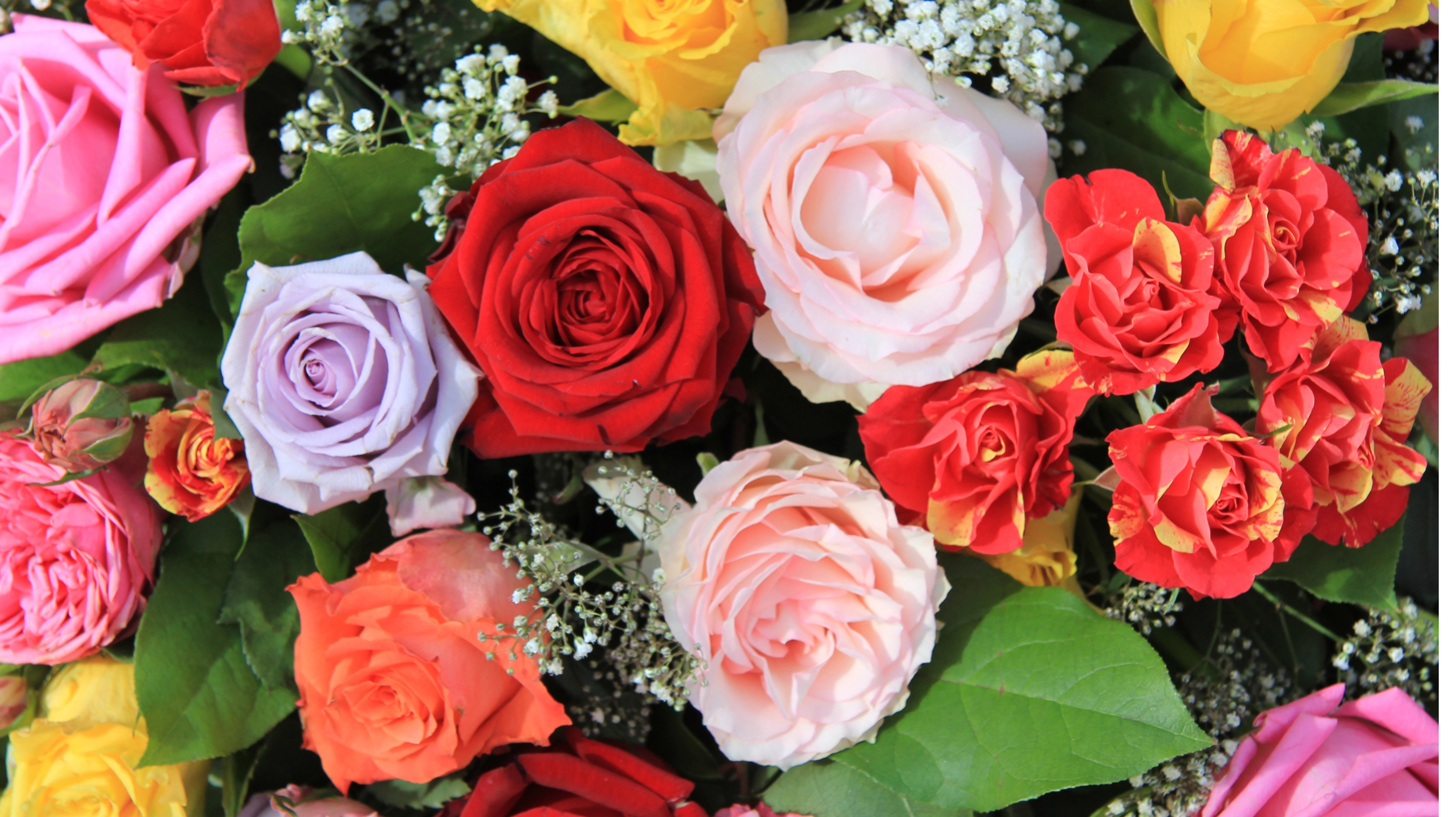 Choosing the Right Color of Roses for Every Occasion