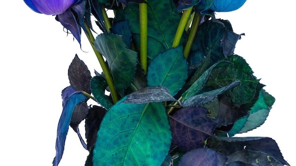 Tinted Roses Are all the Rage These Days