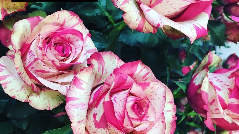 Best Ecuadorian Roses