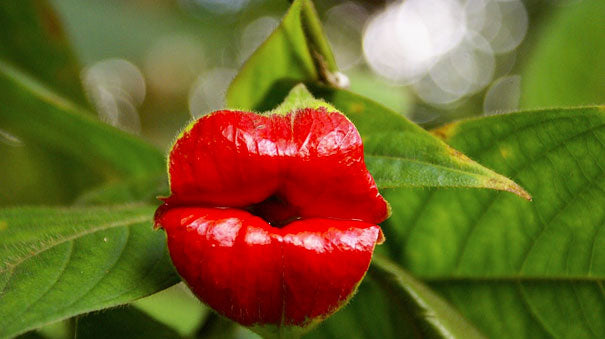 15 Flowers That Look Like.... errr Something Else