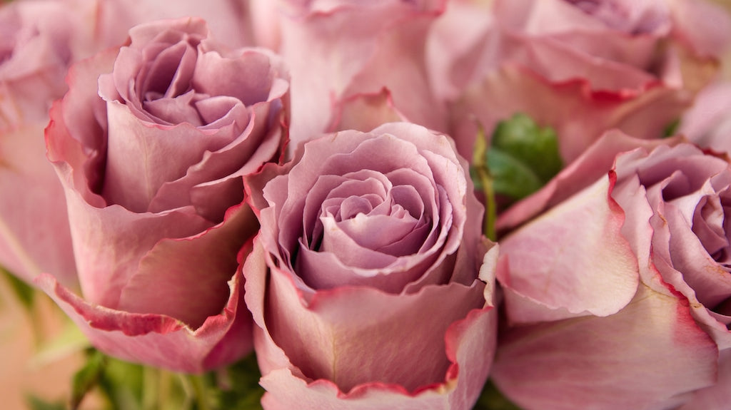 Why Are Ecuadorian Roses the World’s Favorite?