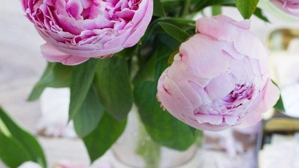 Cut Peonies