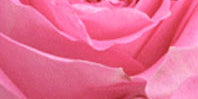 Medium pink Flowers
