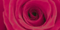 Lipstick Red Flowers