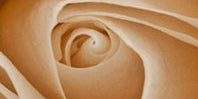 Beige Flowers