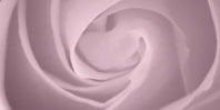 Blush Flowers
