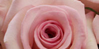 Light Pink Flowers