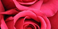 Hot Pink Flowers