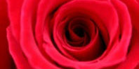 Bright Red Flowers