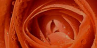 Dark Orange Flowers