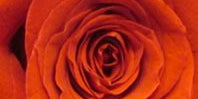 Bright Orange Flowers