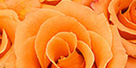 Light Orange Flowers
