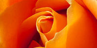 Orange Flowers