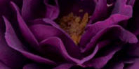 Dark Purple/ Burgundy Flowers