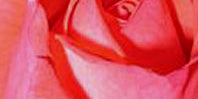 Light Red Flowers
