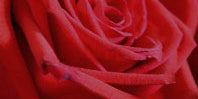Medium Red Flowers