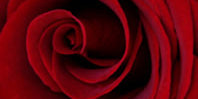 Dark Red Flowers