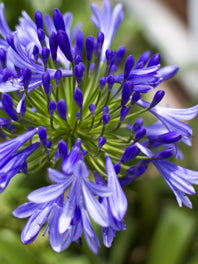 Agapanthus By type