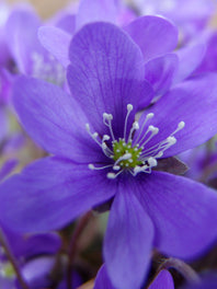 Anemone By type