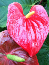 Anthurium By type