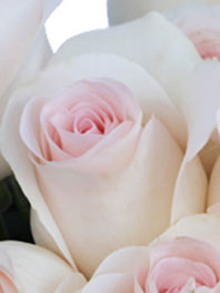 Blush roses