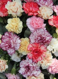 By color Carnations