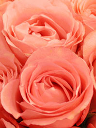 Salmon pink roses for sale - Cheap pink roses - Flower Explosion