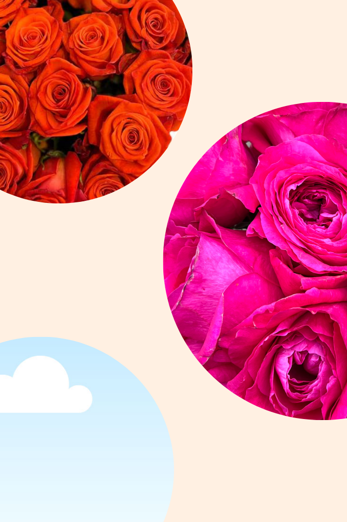 Black and White Roses