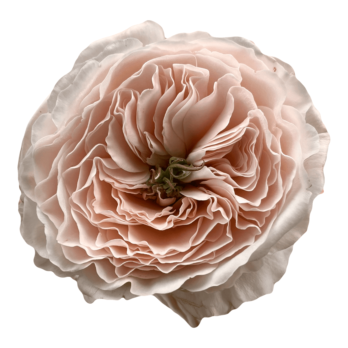 ローズガーデン Rouge Rose Garden at From You Flowers