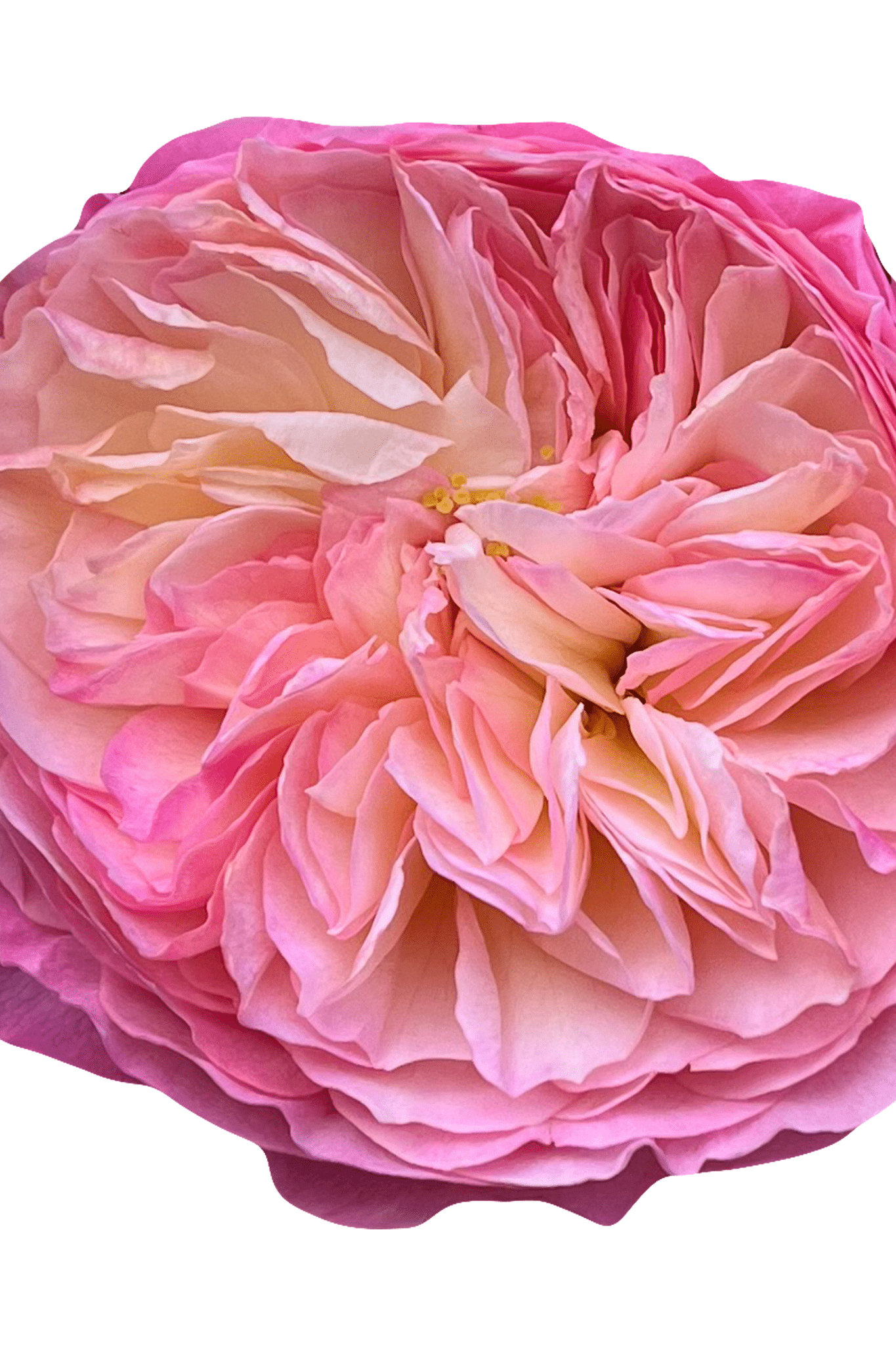 constance austruss rose