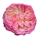 constance austruss rose