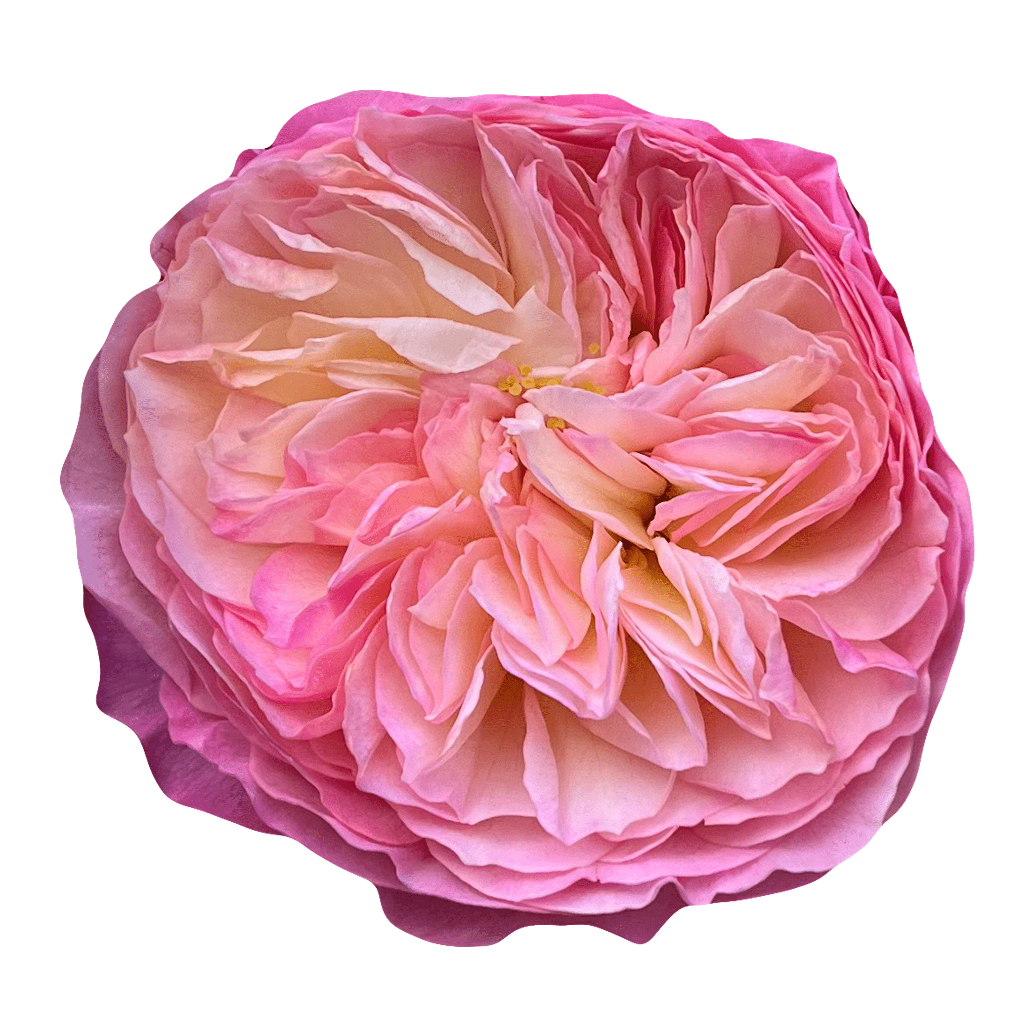 constance austruss rose