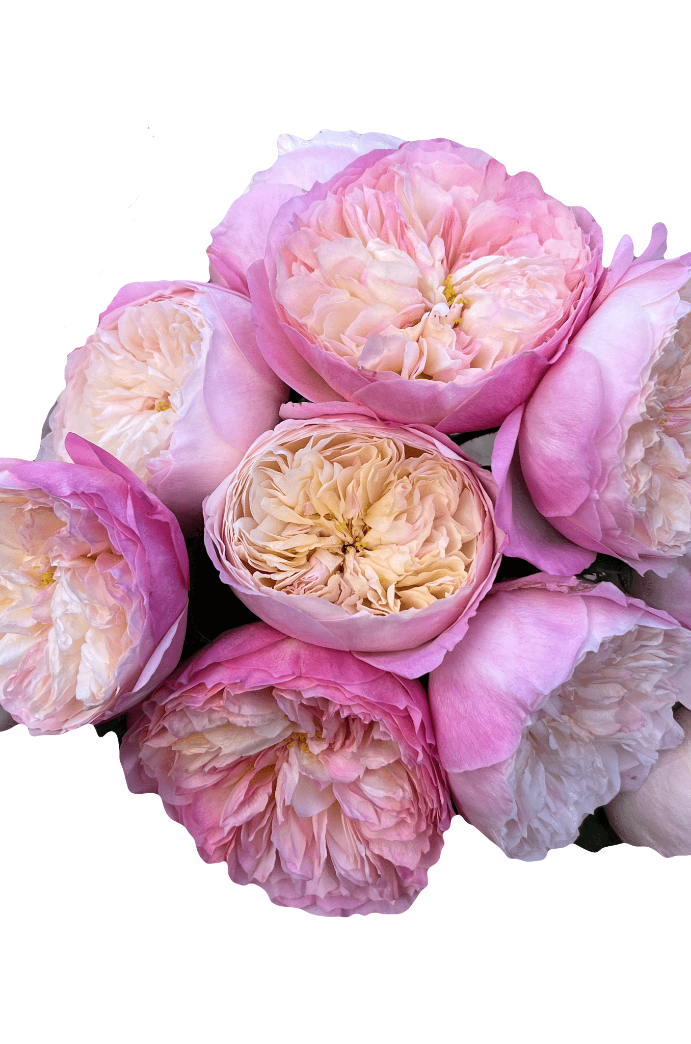 Constance Garden Roses