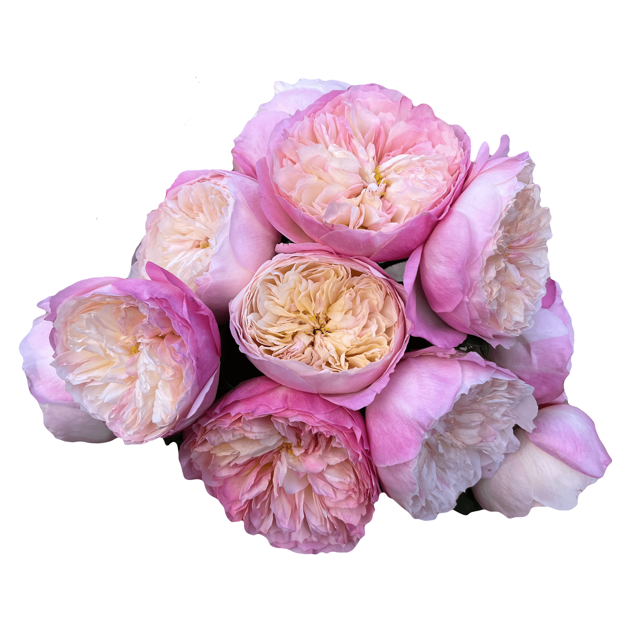 Constance Garden Roses