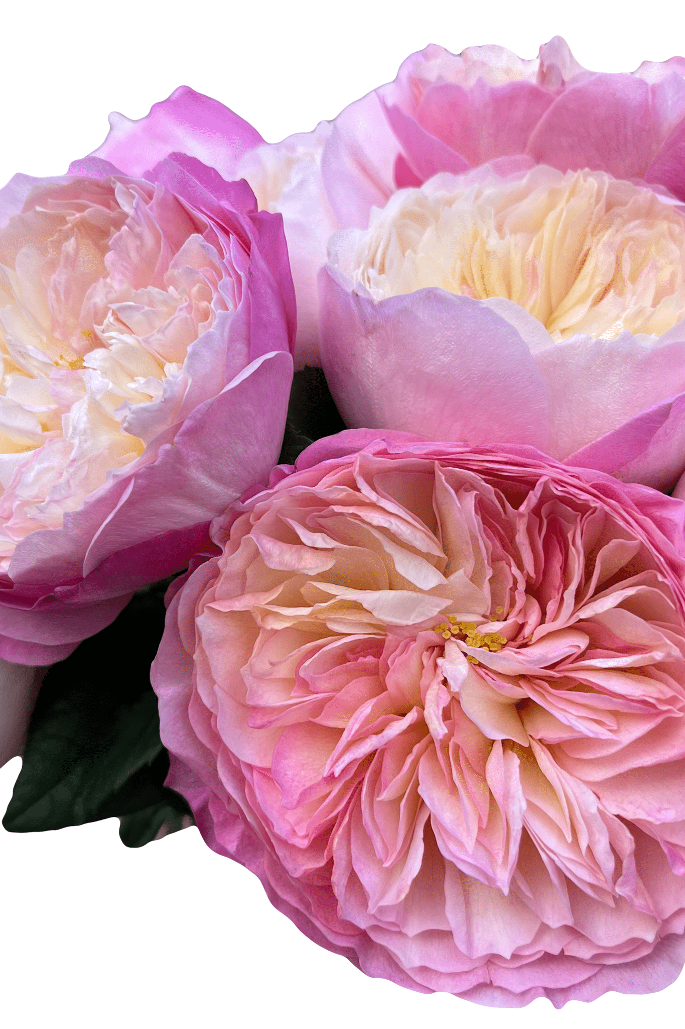 constance english roses