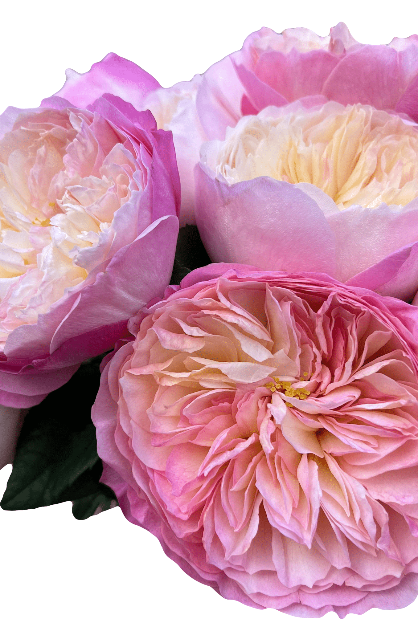 constance english roses