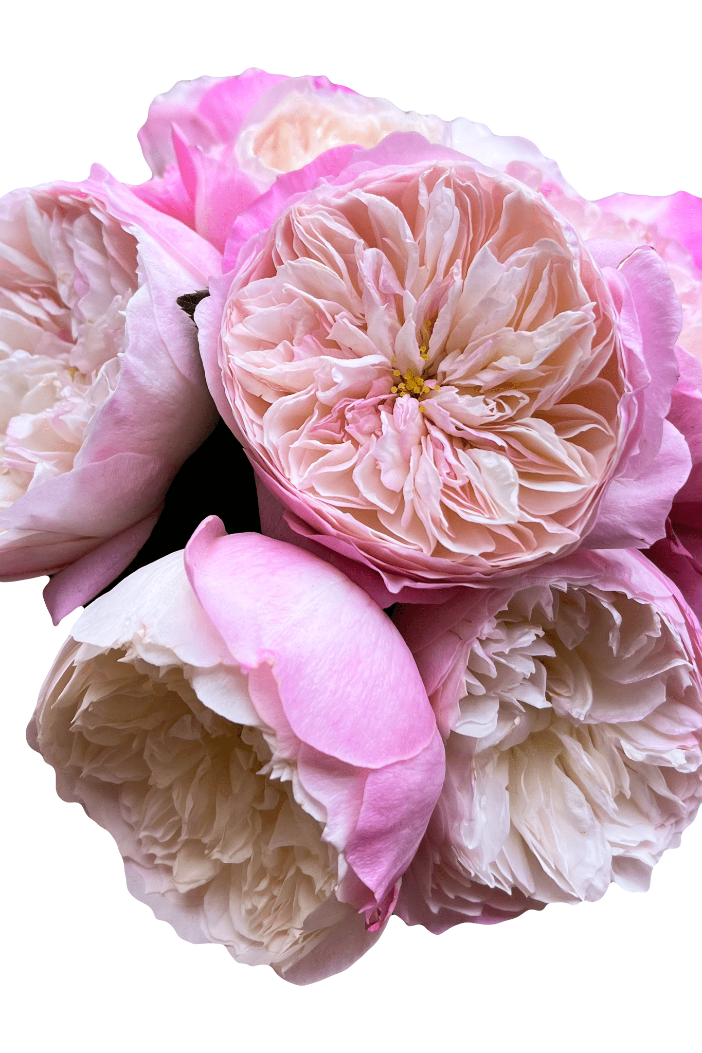 Constance David Austin Roses