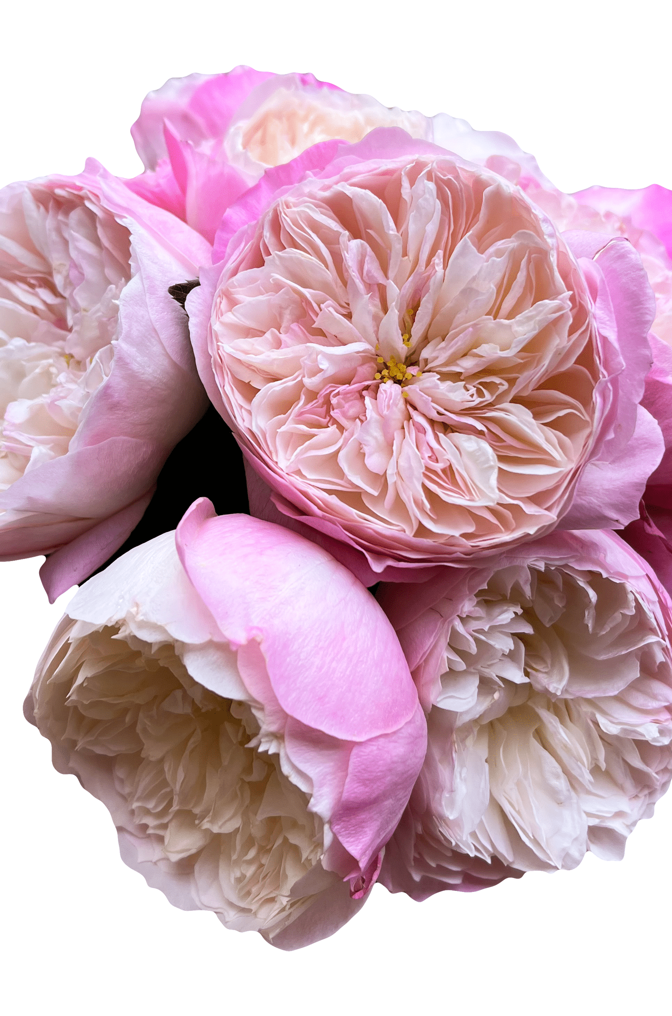 Constance David Austin Roses