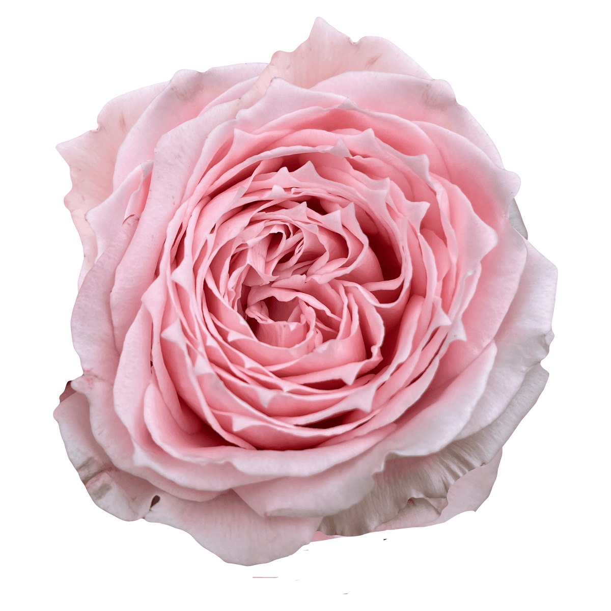 Happy Rose　0329 2048x2048_Princess_Hitomi_9aca