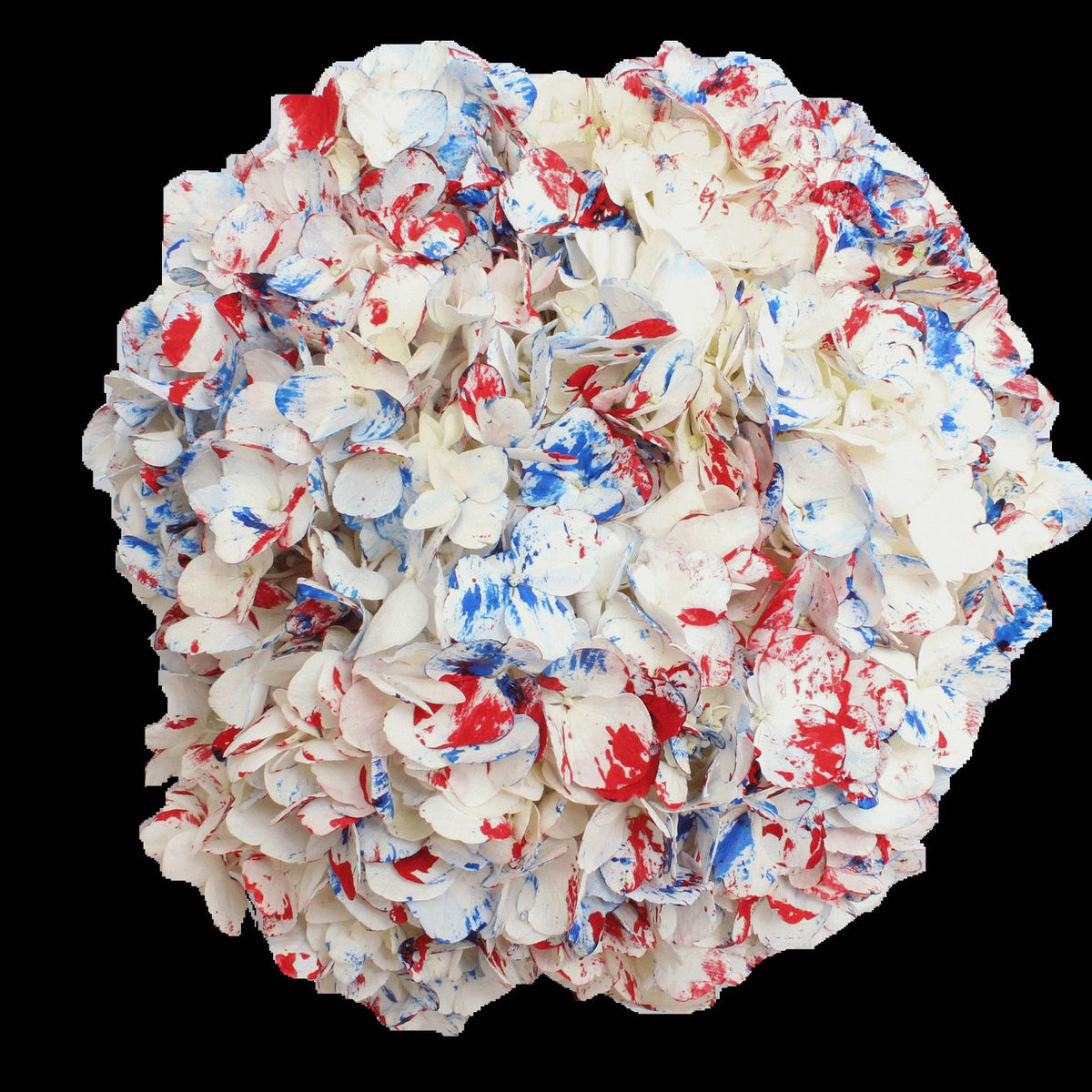 Patriotic Confetti Airbrushed Hydrangeas – Flower Explosion