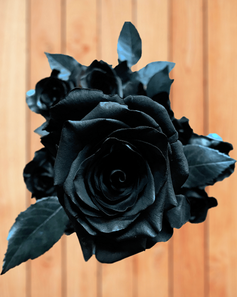 black flowers collection