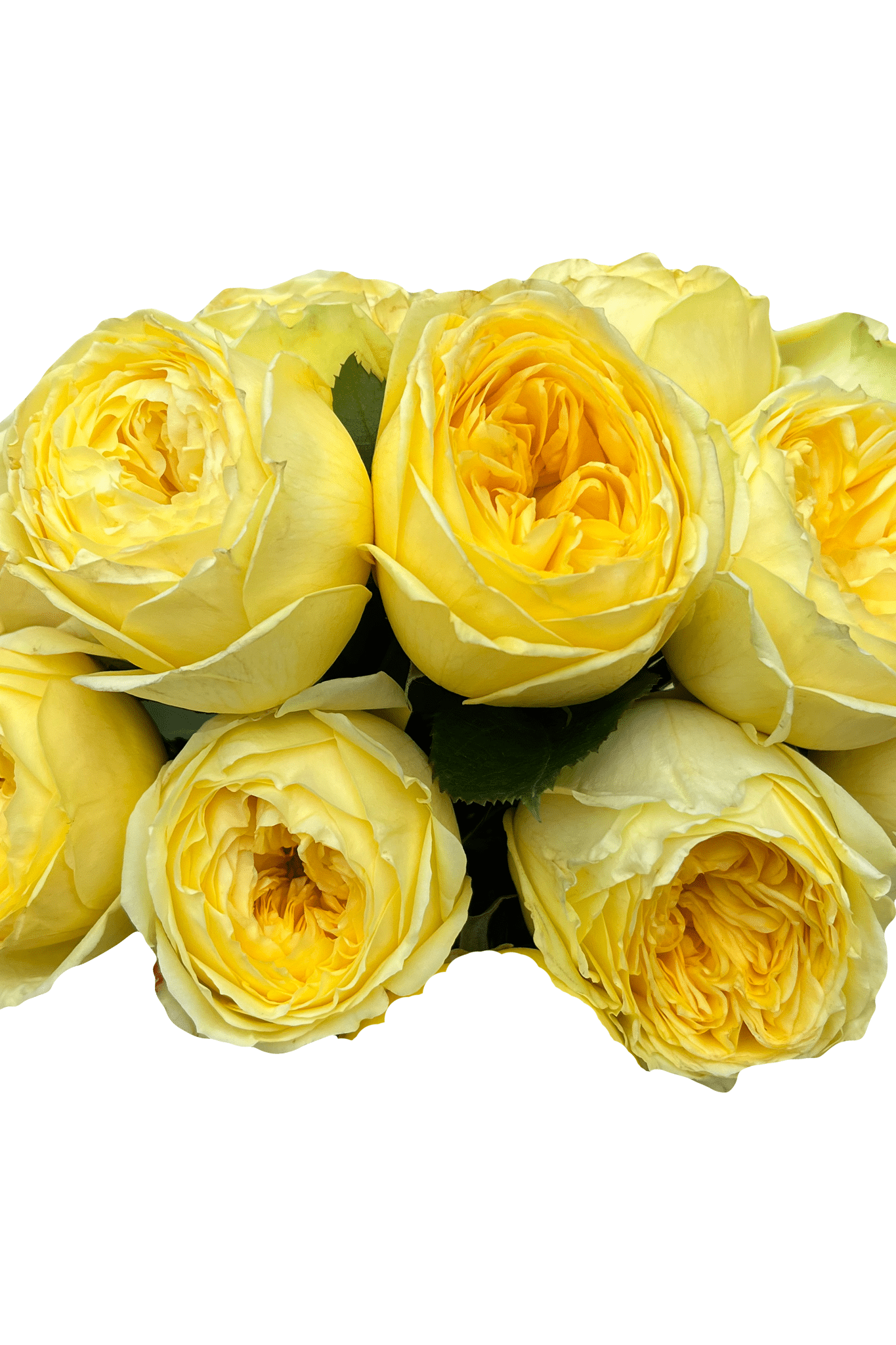 catalina yellow garden roses