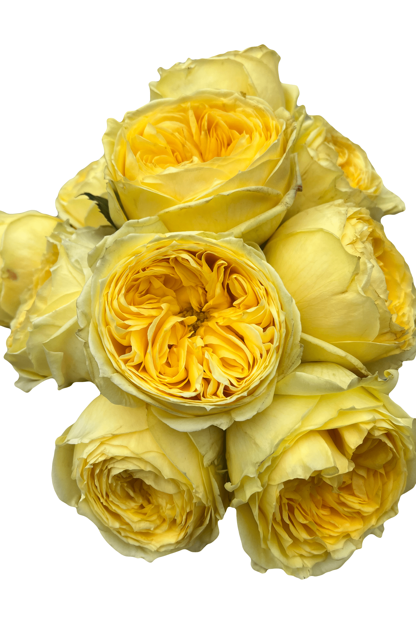 catalina wedding roses