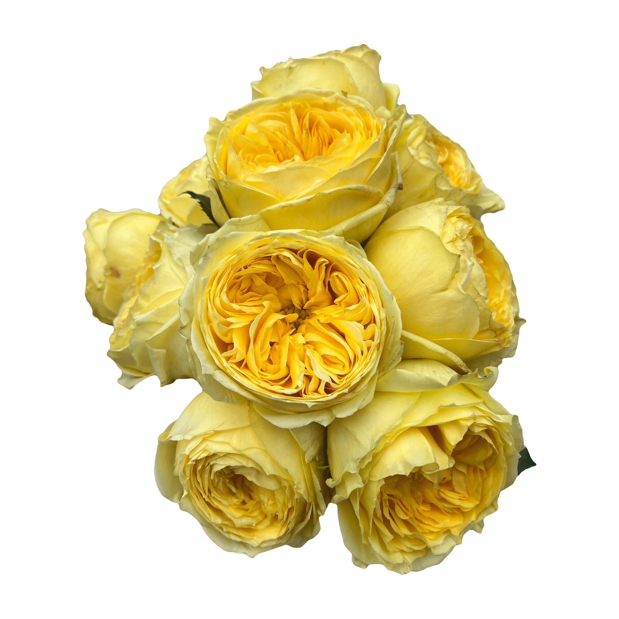 catalina wedding roses