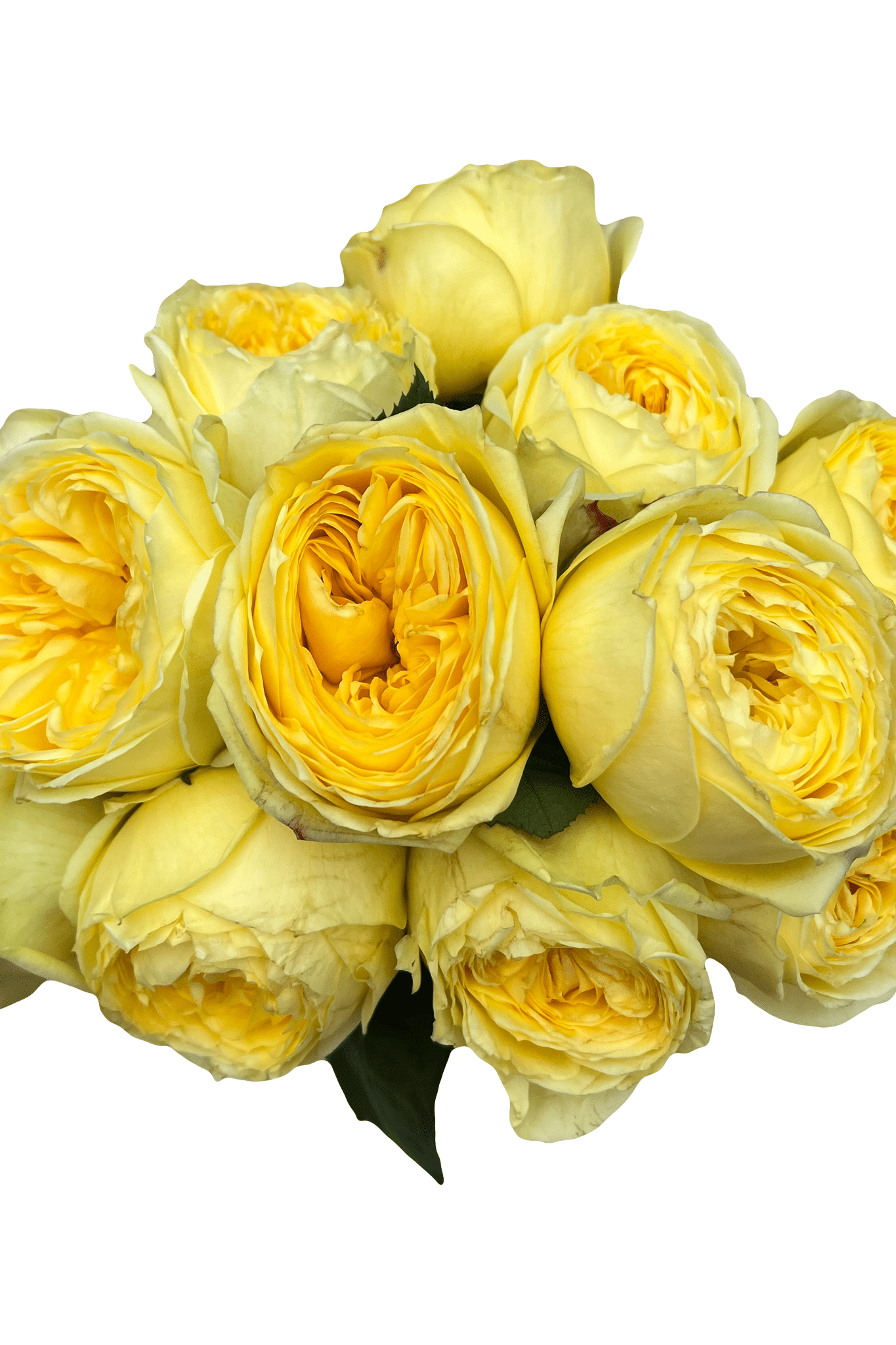 catalina designer roses