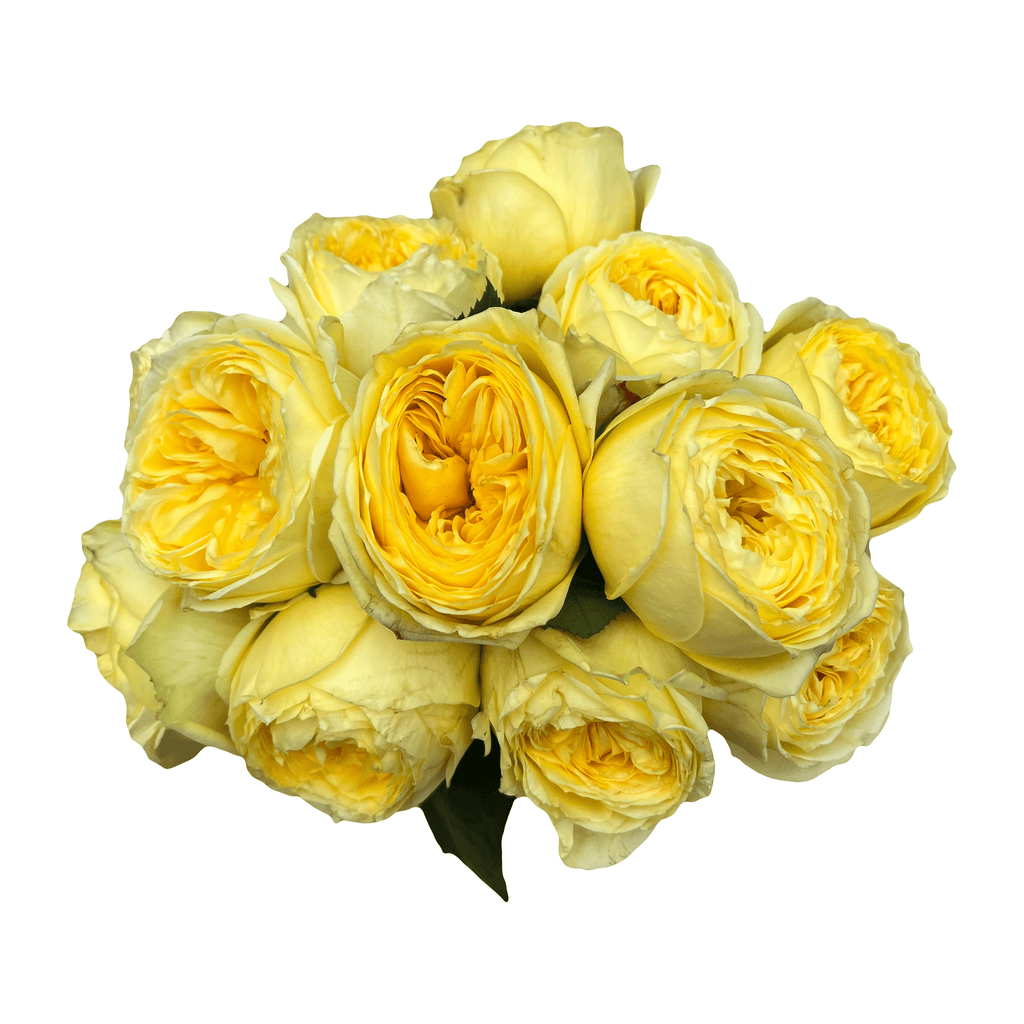 catalina designer roses
