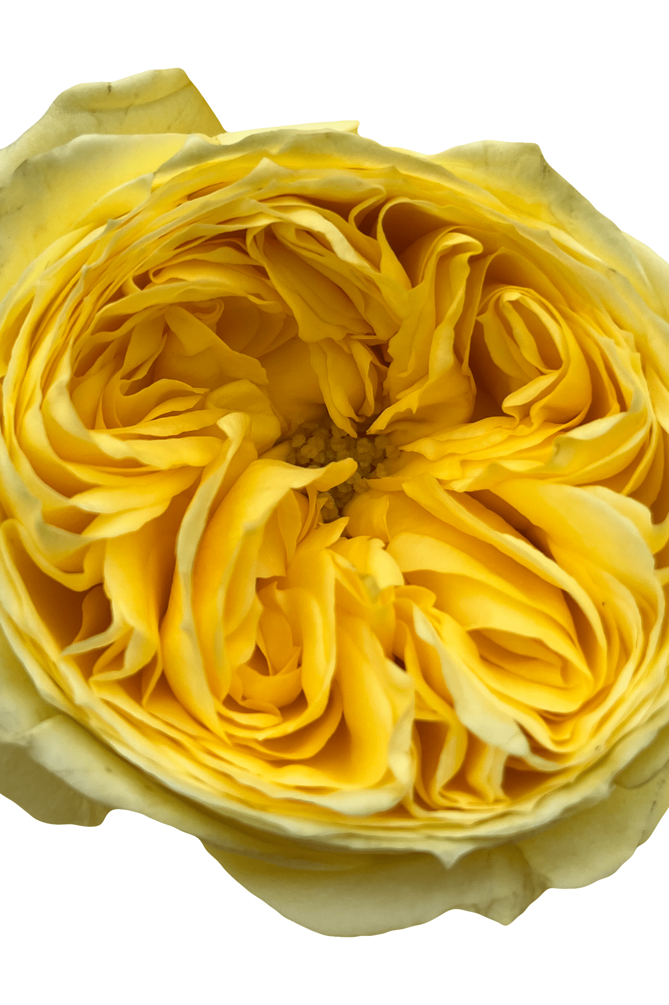 catalina garden rose