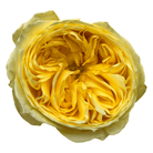 catalina garden rose