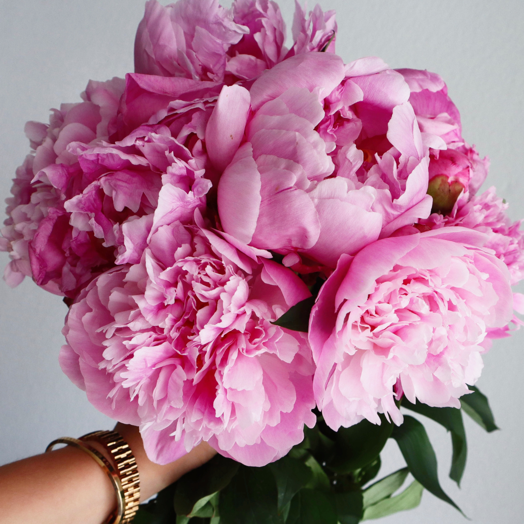 ✳︎peony✳︎ Sarah Bernhard Light Pink Peony