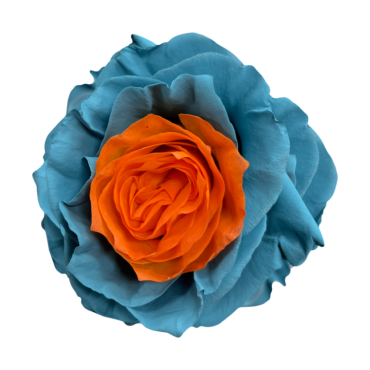 Miami flower bouquet featuring a vibrant orange center surrounded by teal blue outer petals